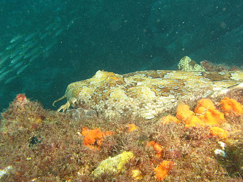 Gulf wobbegong